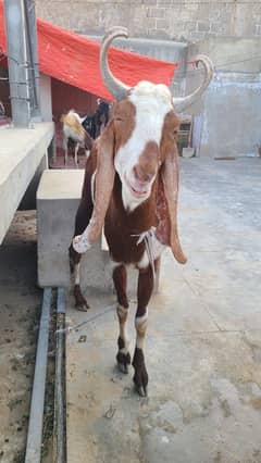 Desi Bakray Ghar k Palay huay
