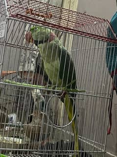marzi