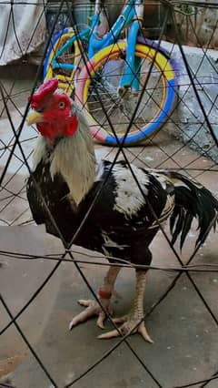 Aseel Jawa Murga for sale. Limited time Offer.