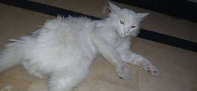 russian doubke coat cat white