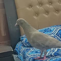 Pigeon for sale