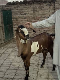 Nayab 2 dant bakra for qurbani