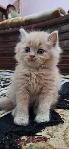GINGER COLORE PERSIAN KITTEN FOR SALE