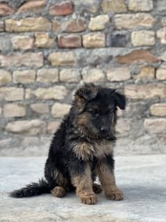 German