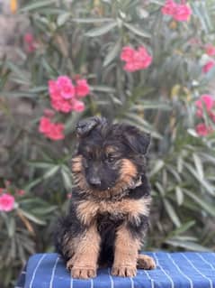 German Shepherd puppies