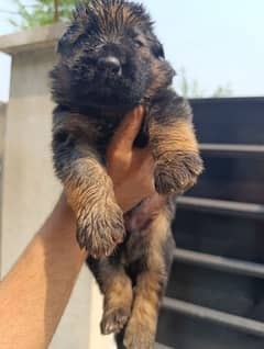 German shepherd | GSD puppies | security dogs | long coat puppys