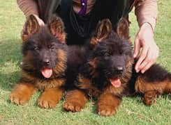 German shepherd puppies long coat my WhatsApp number 03001868066