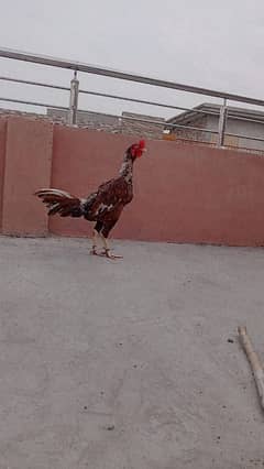 Aseel murga Aseel patha or Desi pair he urgent for sale