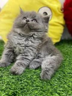 Persian