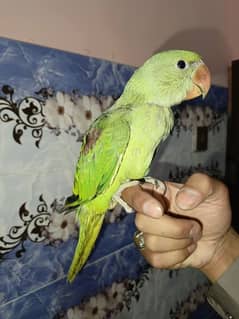 raw parrot  chiks