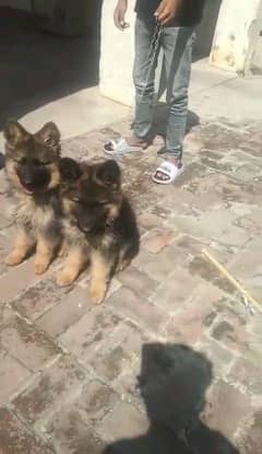 German shepherd puppies long coat my WhatsApp number 03001868066