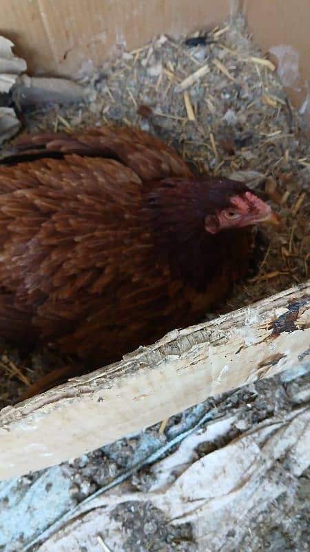 Desi  Hen For sell 7