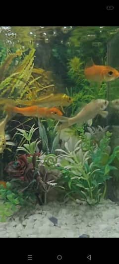 Koi fish