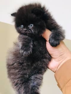 Persian  | Persian Cat | Punch Face Persian 0344/4278/121 WhatsApp