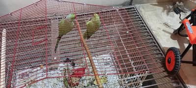 green parrot for sale pair with cage