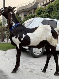 Bakra/Goat/Nawab Shah/Heavy weight Bakra