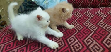 pure persian breed tripple coated kittens