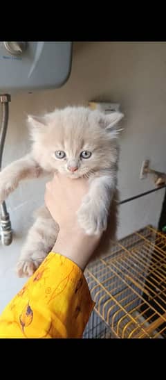 Tripple coat kittens 2 month old for sale