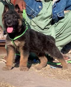 German shepherd puppies long coat my WhatsApp number 03001868066