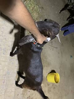 Bakra