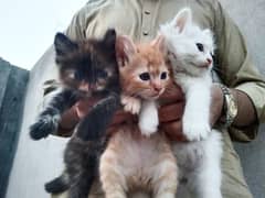 Persian female kitten