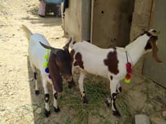 Desi bakre 2 daant