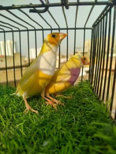 yellow back gouldian,Lady gouldian,Lutino gouldian finch