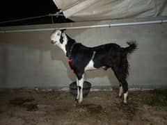 2 dant khassi ablak bakra