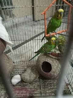 parrot