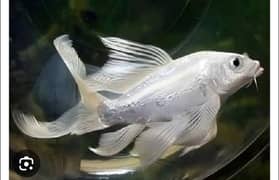Fishes For Sale (Healthy, Active and Attractive)