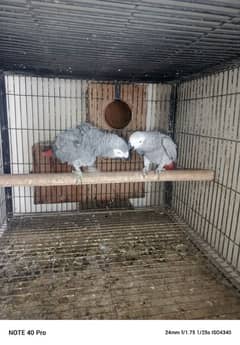 African grey pair 03353481775