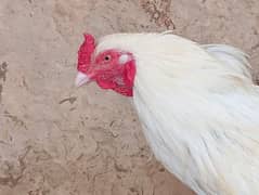 Heera White male for sale