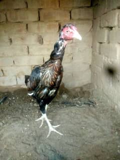 aseel