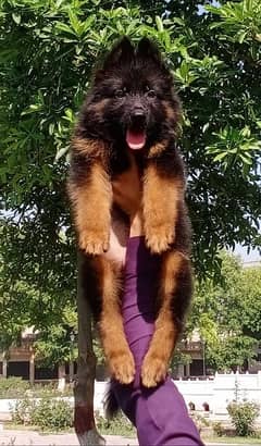 Garman shepherd puppies for sale 03477484596 call wahtasp