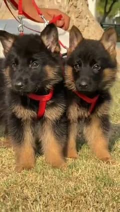 German shepherd puppies long coat my WhatsApp number 03001868066