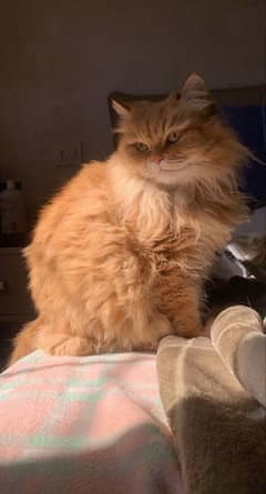 Purebred Persian Cat for Sale – Healthy & Vaccinate