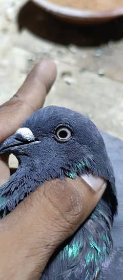 shahjhanpuri