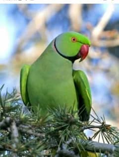 green parrot pair