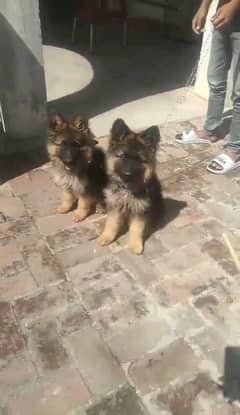 German shepherd puppies long coat my WhatsApp number 03001868066