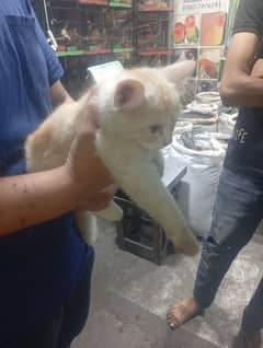 cute Persian male