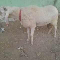 Dumbey ki jori