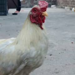 fancy bantum murga white color