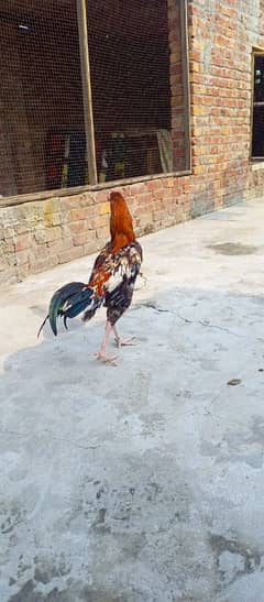 Aseel murga for sale mian wali  moti ank