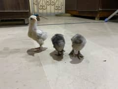 Bantam Chicks for Sale