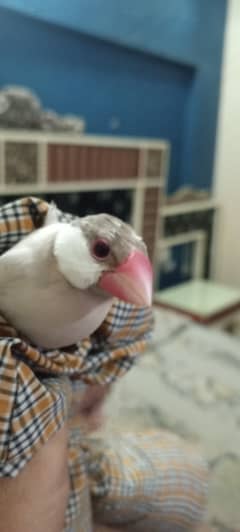 Java Birds offer sale