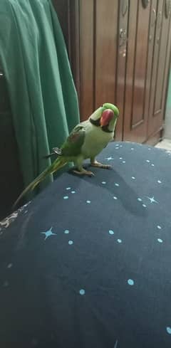 pahari