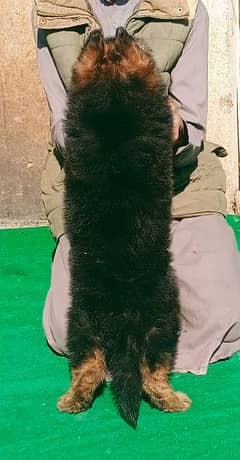 Garman shepherd puppies for sale 03477484596 call wahtasp
