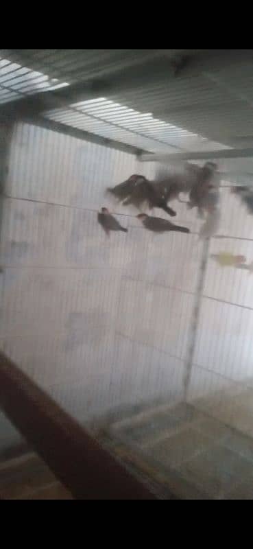 java finch 0
