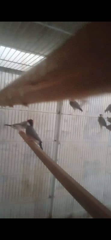 java finch 1
