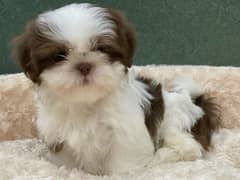 shitzu puppies shitzu dog's shitzu